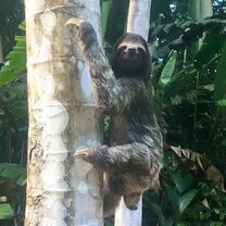 Animals in Panama Sloth in Panama