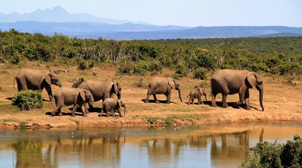 Scholarships for Study Abroad in Africa