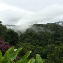 Cloud forest
