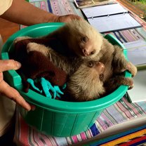 Baby sloths