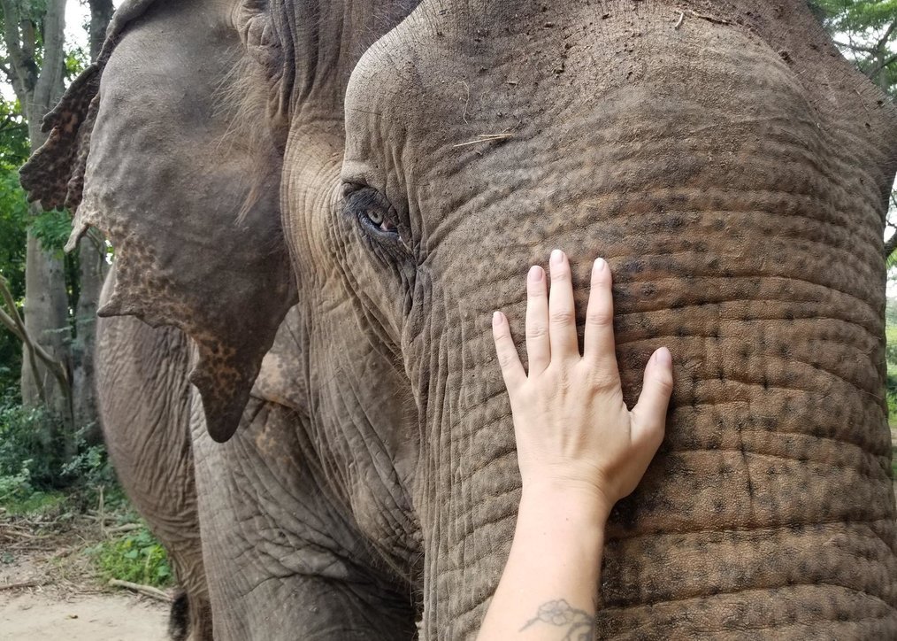 Photo by Krystina, Pod Volunteer Animal Rescue in Thailand Alum Volunteer Abroad Scholarships & Grants to Apply For Now: Grants for Specific Programs