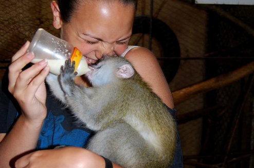 Female volunteer feeding  a monkey